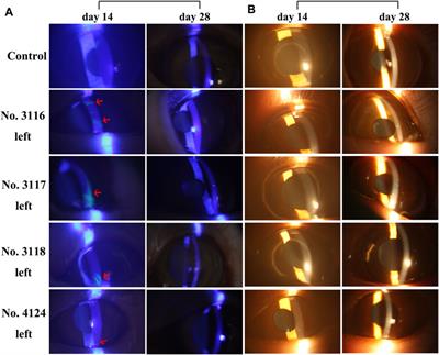 Toxicity Evaluation of Long-Term Topical Application of Recombinant Human Keratinocyte Growth Factor-2 Eye Drops on Macaca Fascicularis